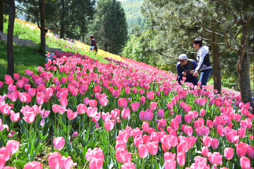 【特价秦岭植物园 年票游】4月21日 秦岭野生植物园 财神庙 水街 1日