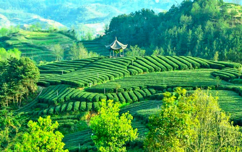 作为 中国最美茶园,最美田园之一的西乡茶园,更是将西乡茶山之美体现