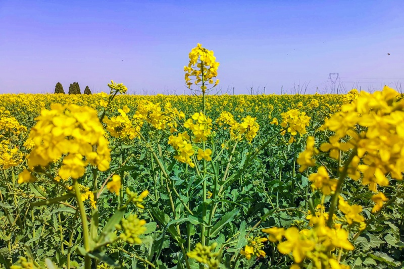 【三原油菜花】4月10/11日 三原油菜花海 吴氏庄园 周