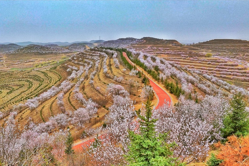 梯田花海 小壶口茹河瀑布 2日 每年清明前后, 正是宁夏固原市彭阳县