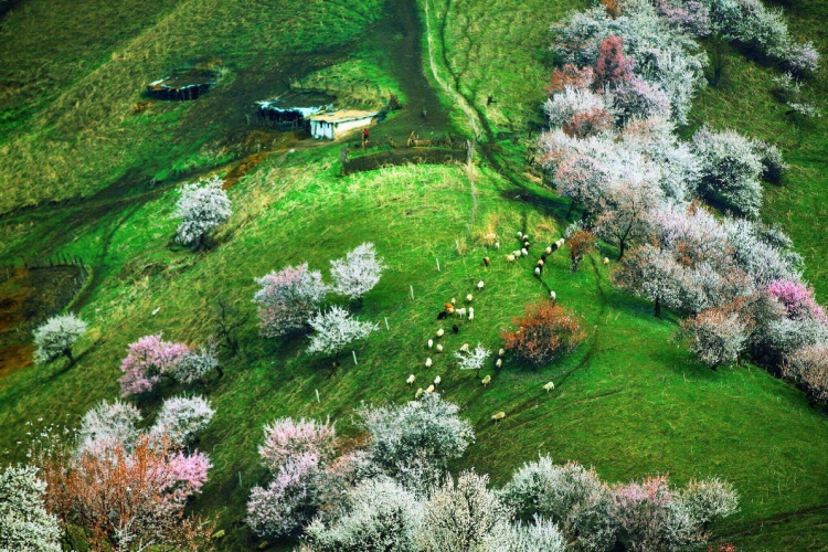 伊犁杏花沟