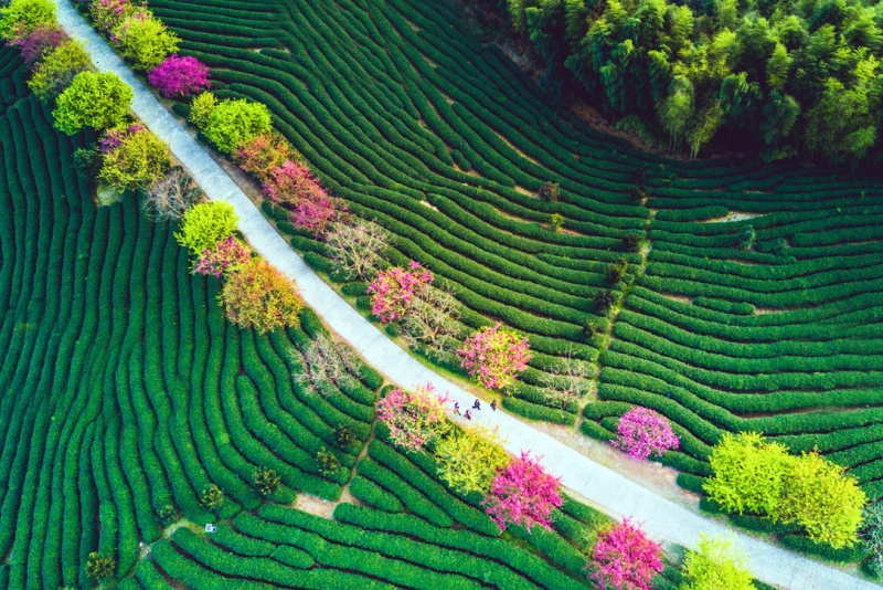 永福樱花