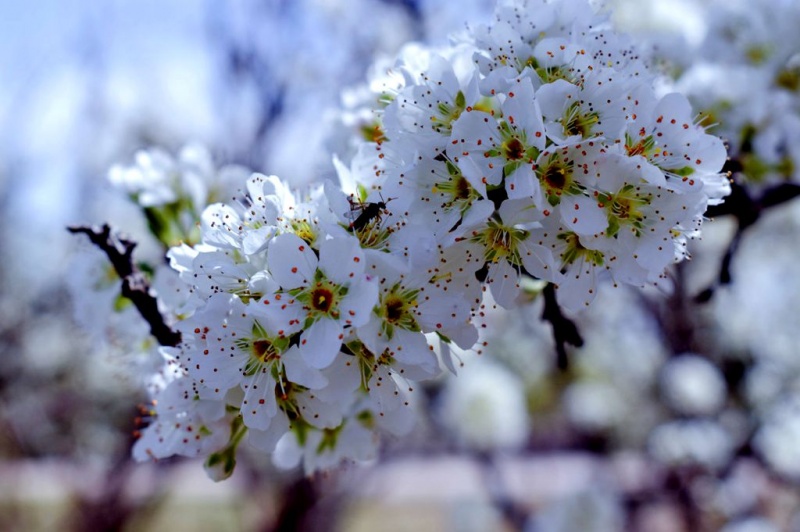 洋縣油菜花海3月30日洋縣梨園洋縣油菜花花田漫步1日