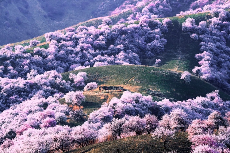 伊犁杏花沟