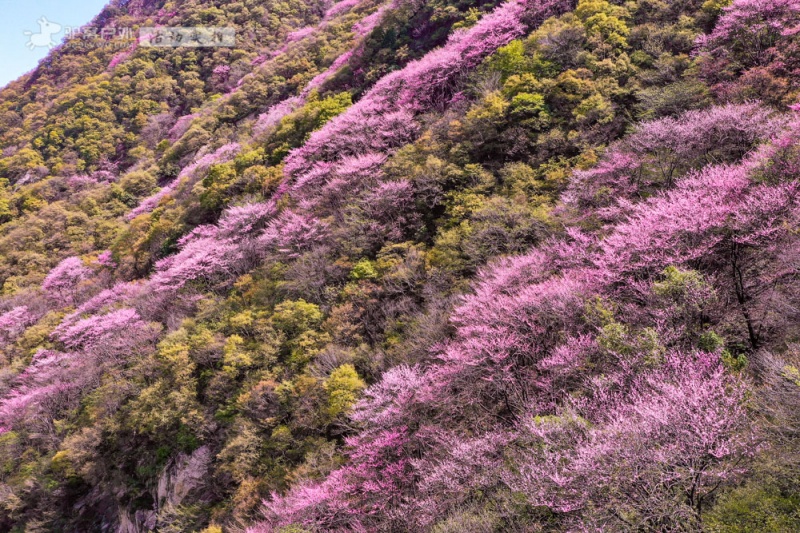太平森林公园 紫荆花