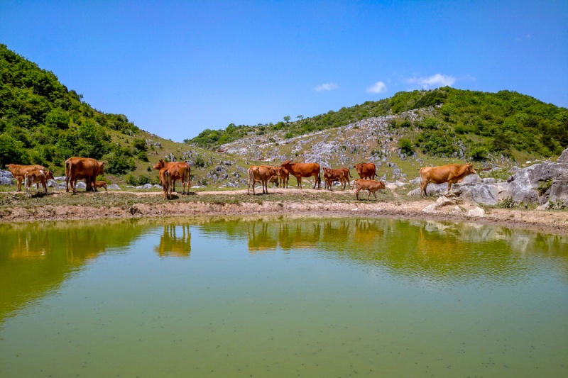 北阳山