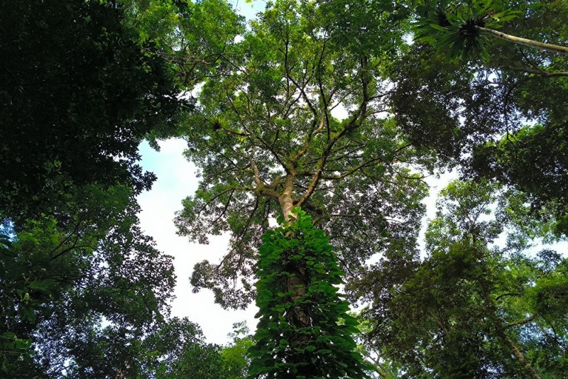 莫里热带雨林