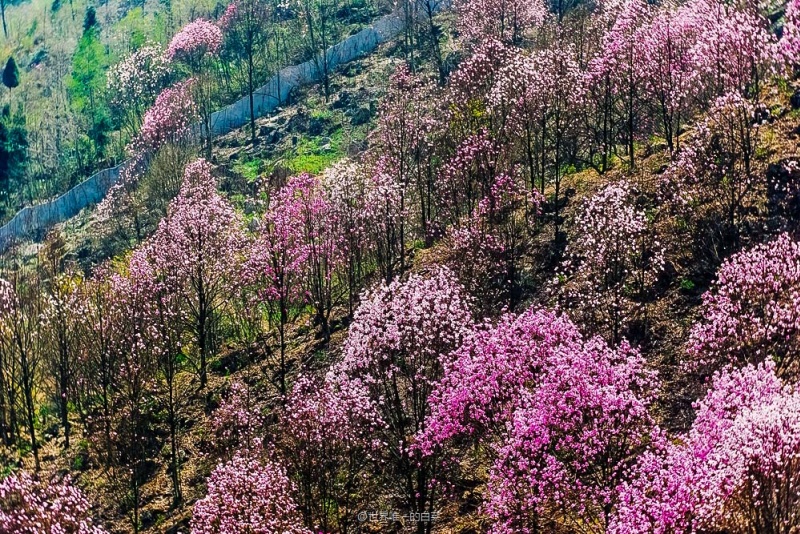 九皇山花溪景