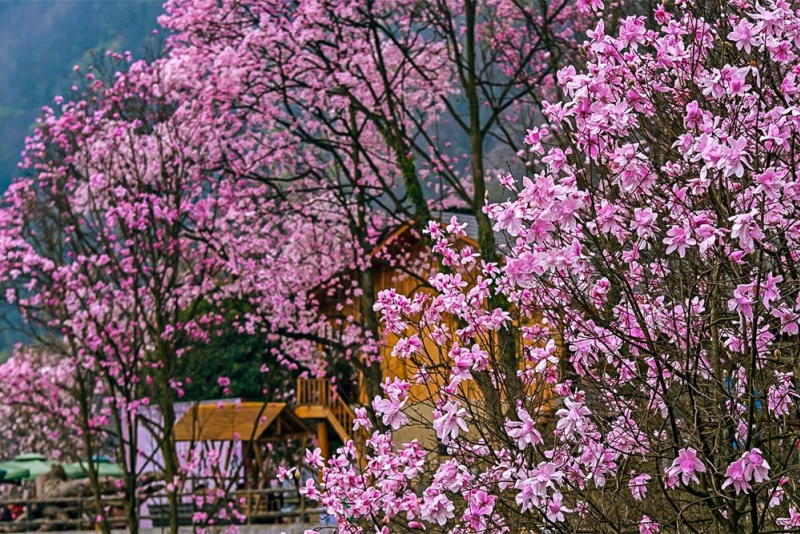 九皇山花溪景