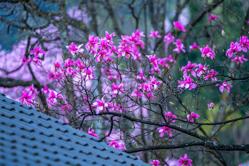 九皇山花溪景