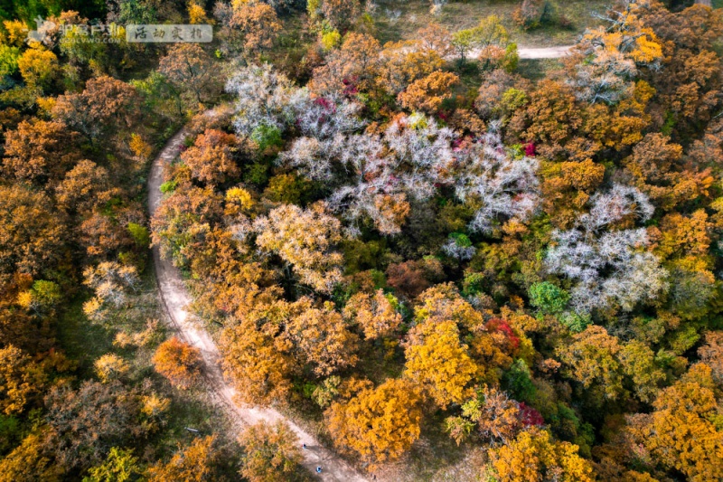 秦直道 秋