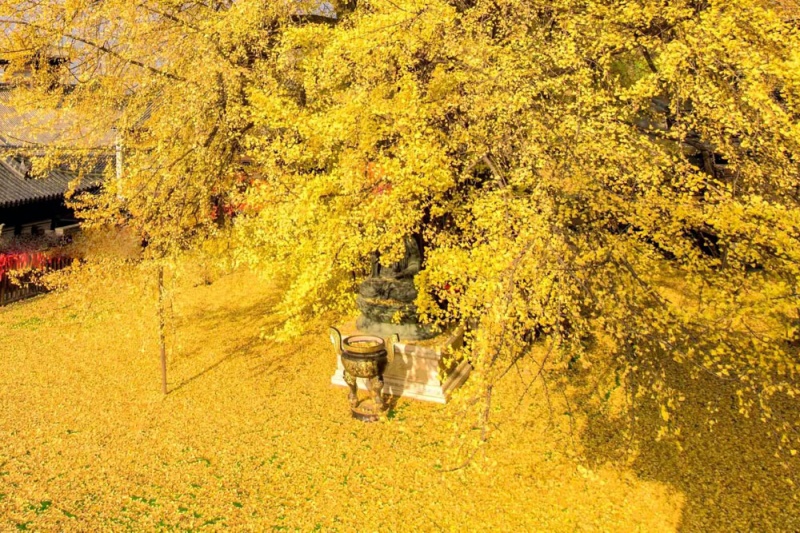 古观音禅寺