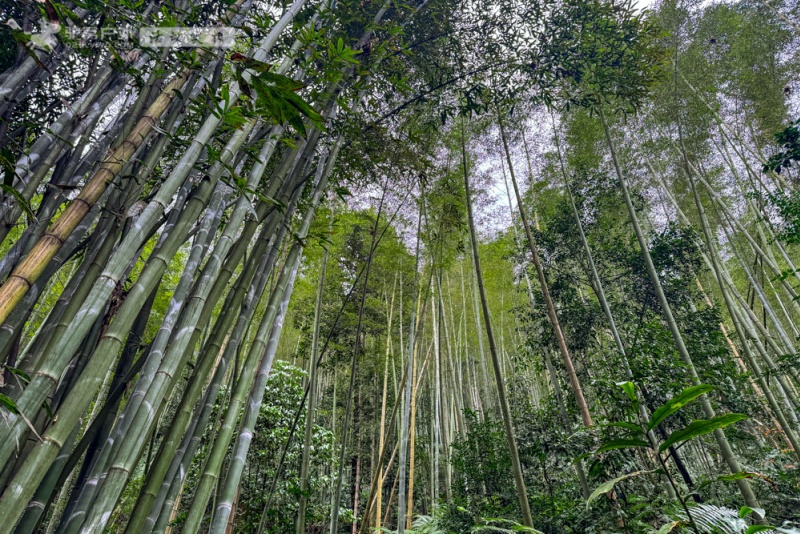 蜀南竹海