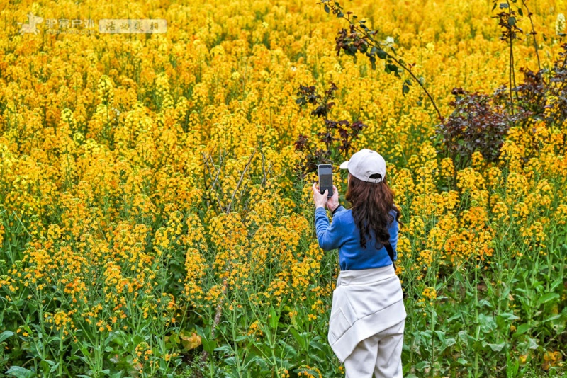 潼南油菜花