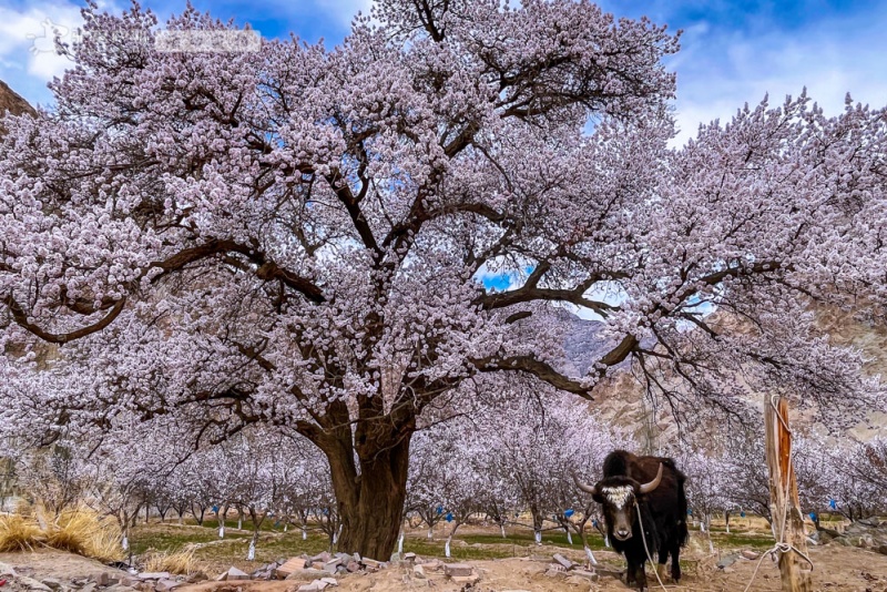 杏花沟