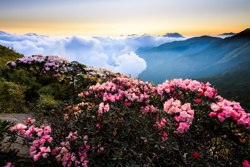 龙头山杜鹃