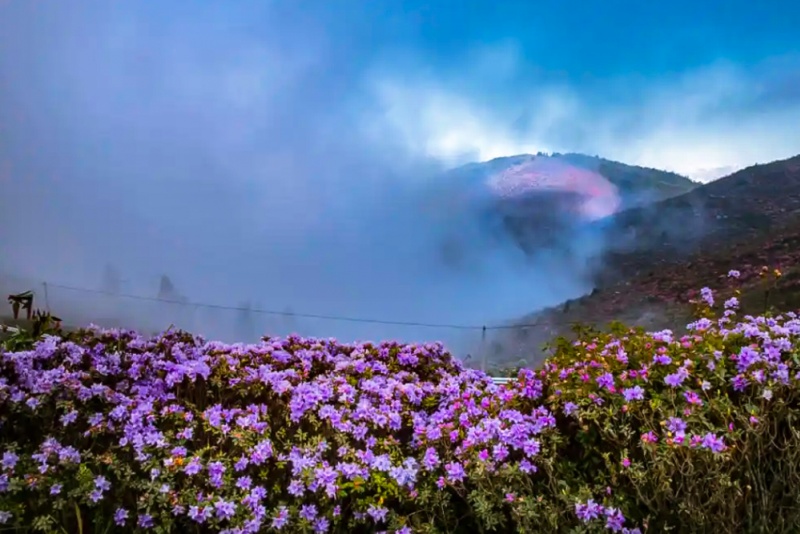 龙头山杜鹃